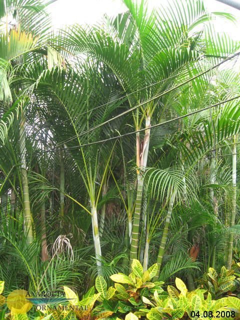 Areca-Chrysalidocarpus lutescens(Goldfruchtp.) Topf:Ø50cm Höhe275cm