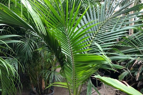 Cocos nucifera( Kokospalme)  Topf:60cm Höhe350cm