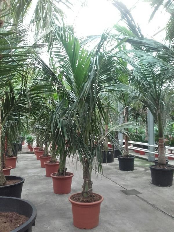 Cocos nucifera( Kokospalme)  Topf:60cm Höhe350cm
