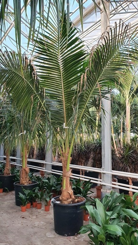 Cocos nucifera(Kokospalme) Topf:Ø70cm Höhe425cm