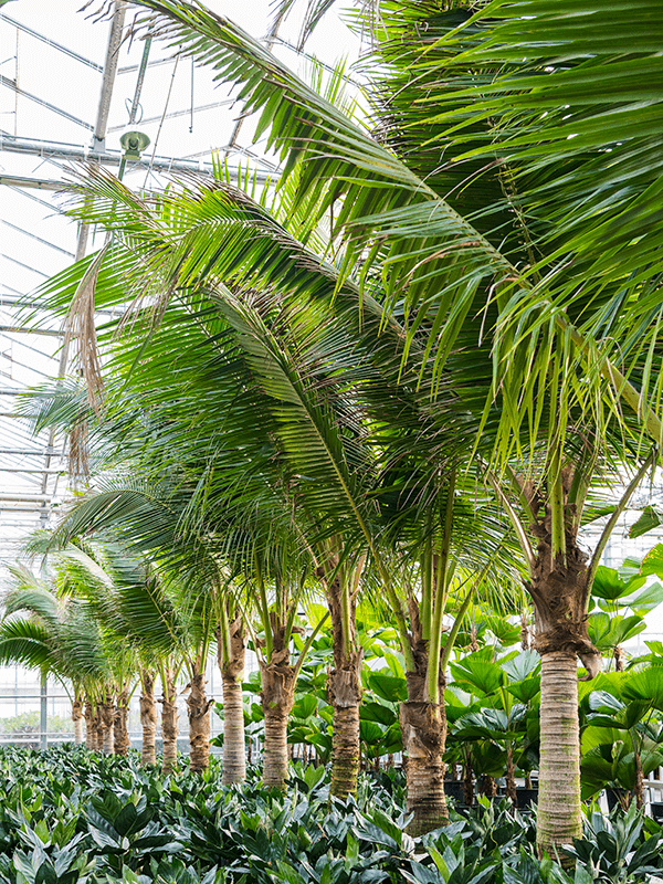 Cocos nucifera(Kokospalme) Topf:Ø70cm Höhe425cm