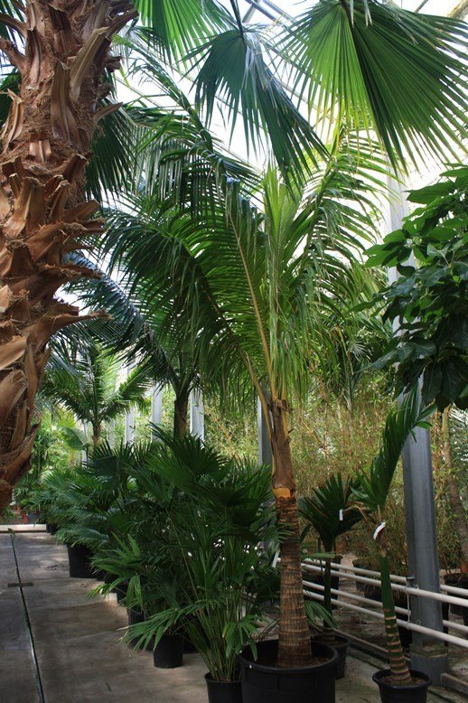 Cocos nucifera( Kokospalme)  Topf:Ø70cm Höhe500cm