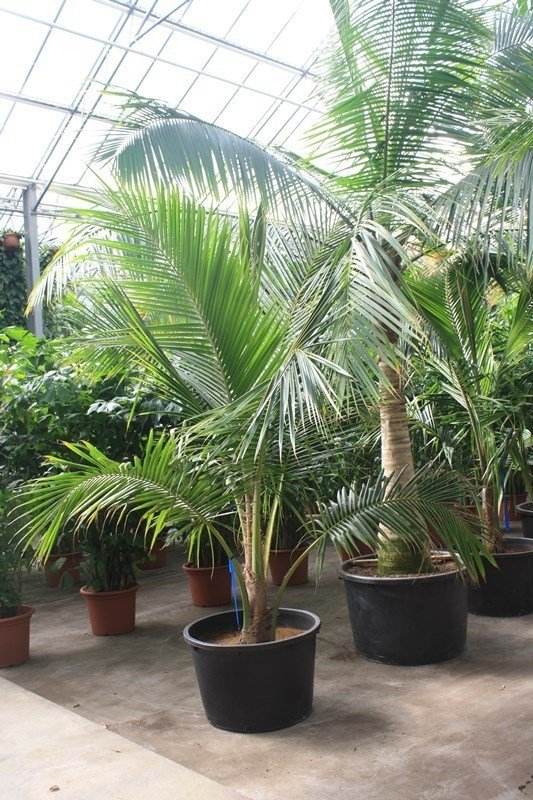 Cocos nucifera(Kokospalme) 1 Stamm Topf:Ø120cm Höhe675cm