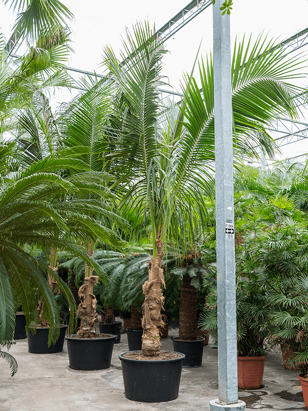 Cocos nucifera( Kokospalme)  Topf:Ø95cm Höhe600cm