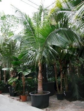 Cocos nucifera(Kokospalme) 1 Stamm Topf:Ø120cm Höhe675cm