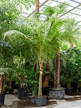 Cocos nucifera(Kokospalme)gebogener St. Topf:Ø95cm Höhe650cm