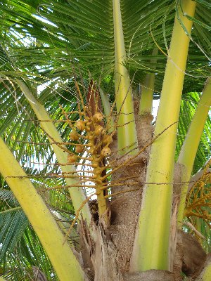 Cocos nucifera(Kokospalme)gebogener St. Topf:Ø95cm Höhe650cm