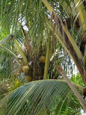 Cocos nucifera(Kokospalme) gebogener St. Topf:Ø95cm Höhe700cm