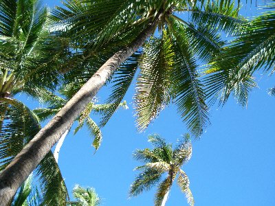 Cocos nucifera(Kokospalme) gebogener St. Topf:Ø95cm Höhe700cm