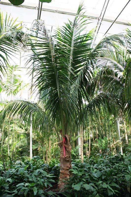Cocos nucifera(Kokospalme) Topf:Ø120cm Höhe675cm