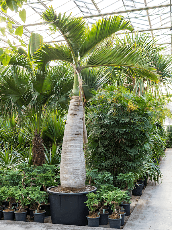 Hyophorbe lagenicaulis (bottle palm) 2trunk  potf110cm height400cm