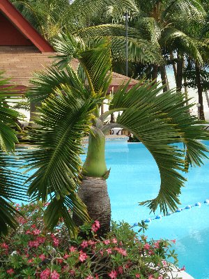 Hyophorbe lagenicaulis (bottle palm) 2trunk  potf110cm height400cm
