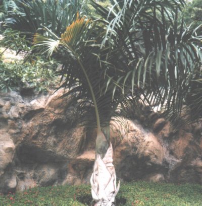 Hyophorbe verschaffeltii (Spindelpalme) TopfØ12cm Höhe60-80cm