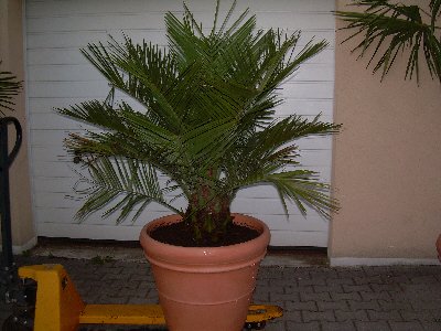 Jubaea chilensis (Honigpalme) StammØ8-10cm TopfØ22cm Höhe60cm