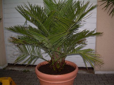 Jubaea chilensis (Honigpalme) Stamm Ø10-12cm TopfØ35cm Höhe90-100cm