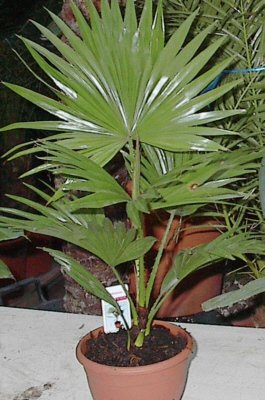 Livistona rotundifolia ( Waldpalme o. Serdang- Schirmpalme) Topf 10cm Höhe 40cm