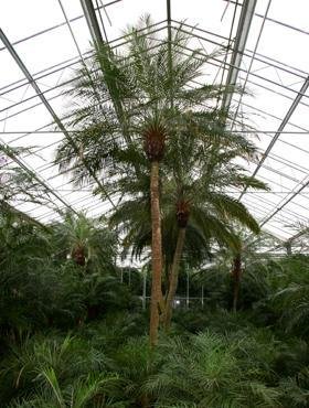 Phoenix roebelenii (Zwergdattelpalme) Stamm ca.35cm TopfØ35cm Höhe160-170cm