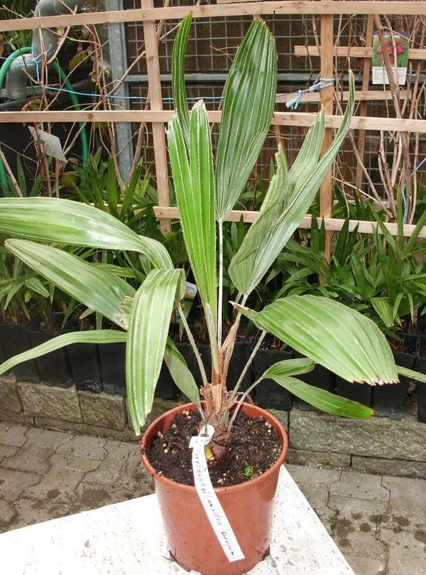Rhapidophyllum hystrix (Nadelpalme) Topf 17cm Höhe 60cm