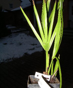 Serenoa repens (Sägepalmetto, Sägezahnpalme) Topf 13cm Höhe 20-30cm