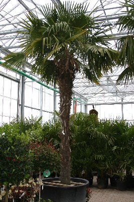 Trachycarpus fortunei (Chinesische Hanfpalme) 1Stamm10-15cm  TopfØ19cm Höhe60-70cm