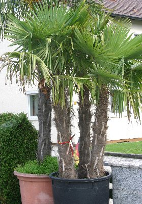 Trachycarpus fortunei (Chinesische Hanfpalme) 1Stamm15-20cm  TopfØ24cm Höhe100cm