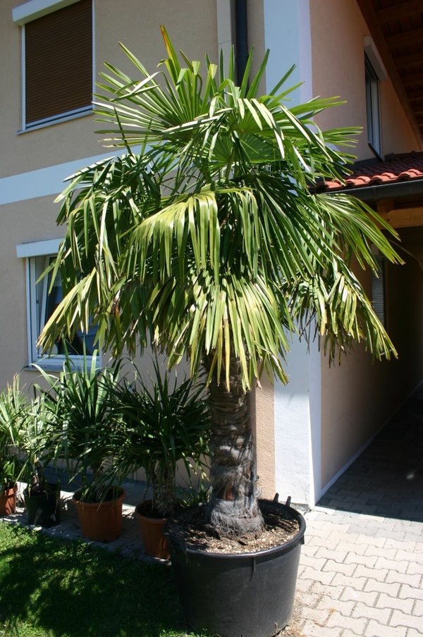 Trachycarpus fortunei (Chinesische Hanfpalme) 2Stamm25cm TopfØ38cm Höhe110-120cm