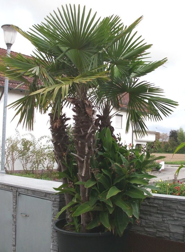 Trachycarpus fortunei (Chinesische Hanfpalme) 1Stamm30cm  TopfØ35cm Höhe150-160cm