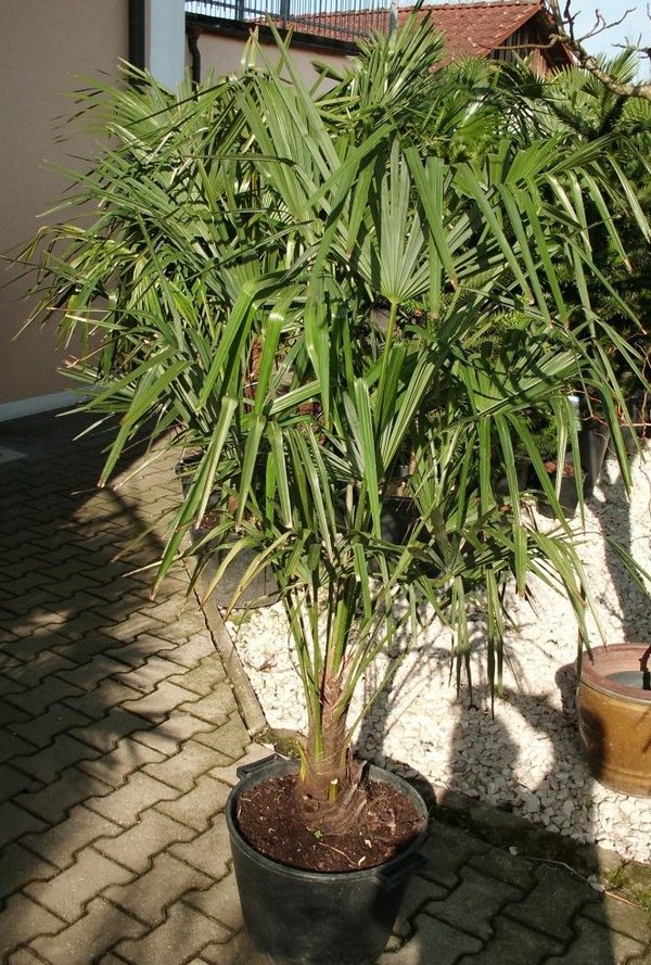 Trachycarpus fortunei (Chinesische Hanfpalme) 1Stamm30cm  TopfØ35cm Höhe150-160cm