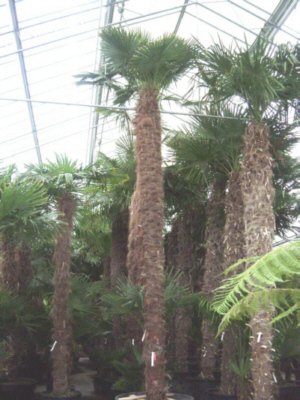 Trachycarpus fortunei (Chinesische Hanfpalme)1stamm50-60cm TopfØ45cm Höhe190-200cm