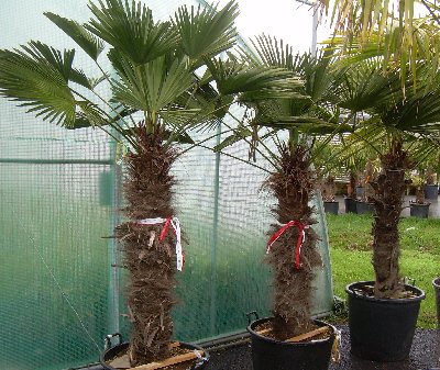 Trachycarpus fortunei (Chinesische Hanfpalme)1stamm70-90cm TopfØ48cm Höhe225cm