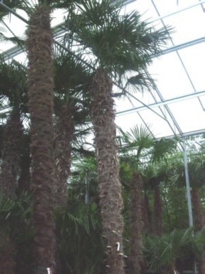 Trachycarpus fortunei (Chinesische Hanfpalme)1stamm90cm TopfØ65cm Höhe220-230cm