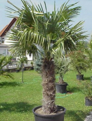 Trachycarpus fortunei (Chinesische Hanfpalme) 1stamm110cm TopfØ65cm Höhe240cm