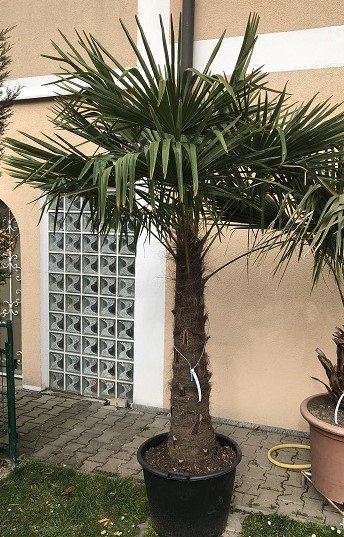 Trachycarpus fortunei (Chinesische Hanfpalme) 1stamm120-130cm TopfØ65cm Höhe270cm