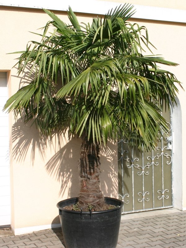 Trachycarpus fortunei (Chinesische Hanfpalme) TopfØ65cm Höhe280cm