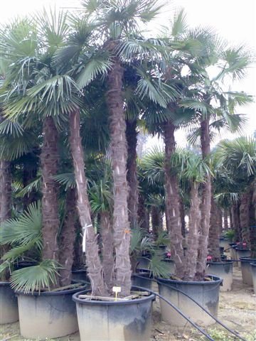Trachycarpus fortunei (Chinesische Hanfpalme) 1stamm140-150cm TopfØ78cm Höhe300cm