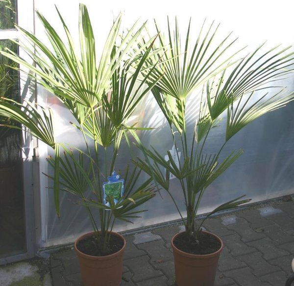 Trachycarpus sp. 'Manipur' (Manipurhanfpalme) Topf 10cm Höhe 25cm