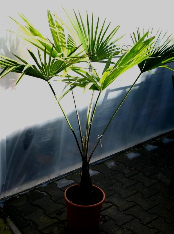 Trachycarpus Martianus a. Nepal (Martianus-Hanfpalme) Stamm40cm TopfØ28cm Höhe140cm
