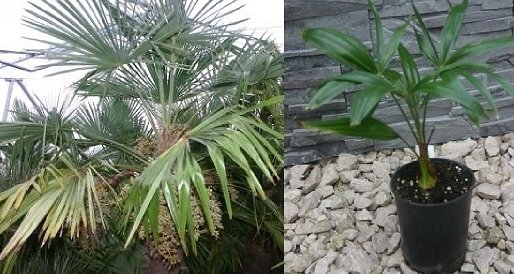 Trachycarpus nainital (Nainital Hanfpalme)Topf 12cm Höhe30-40cm