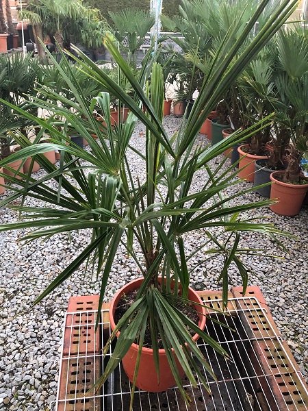 Trachycarpus nainital (Nainital Hanfpalme) Stamm 18-20cm Topf24cm Höhe90-100cm