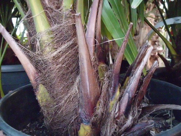 Trachycarpus takil (Kumaon Hanfpalme)  TopfØ14cm Höhe60-70cm