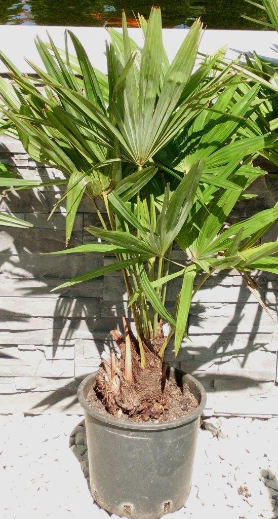 Trachycarpus takil (Kumaon Hanfpalme)  TopfØ24cm Höhe80-90cm