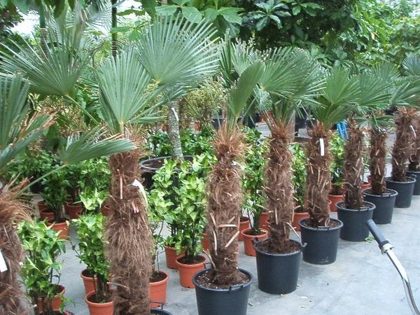 Trachycarpus wagnerianus (Wagners Hanfpalme) Topf10cm Höhe20-30cm