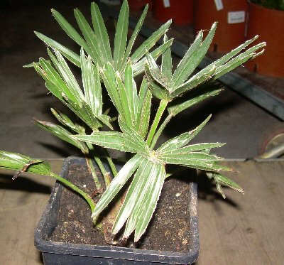 Trachycarpus wagnerianus (Wagners Hanfpalme) TopfØ10cm Höhe30-40cm