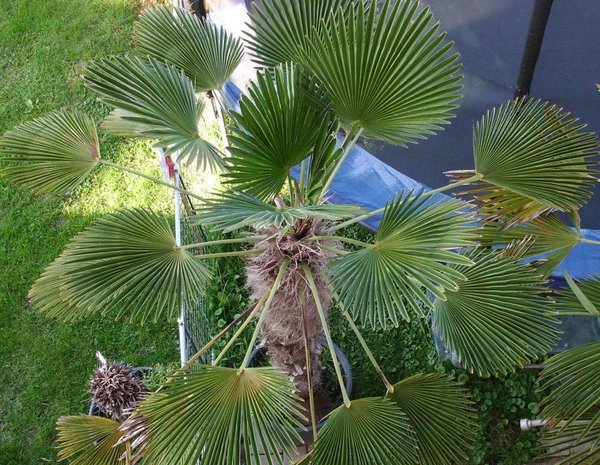Trachycarpus wagnerianus (Wagners Hanfpalme) Stamm4cm TopfØ19cm Höhe50-60cm