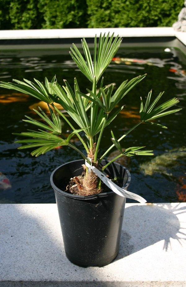 Trachycarpus wagnerianus (Wagners Hanfpalme) Stamm8cm TopfØ14cm Höhe50-60cm