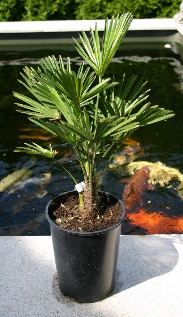 Trachycarpus wagnerianus (Wagners Hanfpalme)Stamm10cm TopfØ19cm Höhe60-80cm