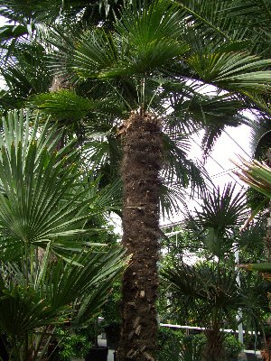 Trachycarpus wagnerianus (Wagners Hanfpalme) TopfØ17cm Höhe80-90cm