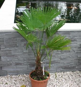 Trachycarpus wagnerianus (Wagners Hanfpalme)1Stamm40-50cm TopfØ35cm Höhe150-160cm