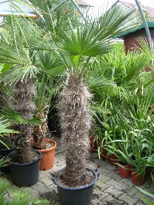 Trachycarpus wagnerianus (Wagners Hanfpalme)1Stamm TopfØ40cm Höhe140-150cm
