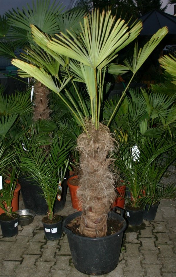 Trachycarpus wagnerianus (Wagners Hanfpalme) TopfØ55cm Höhe170-180cm